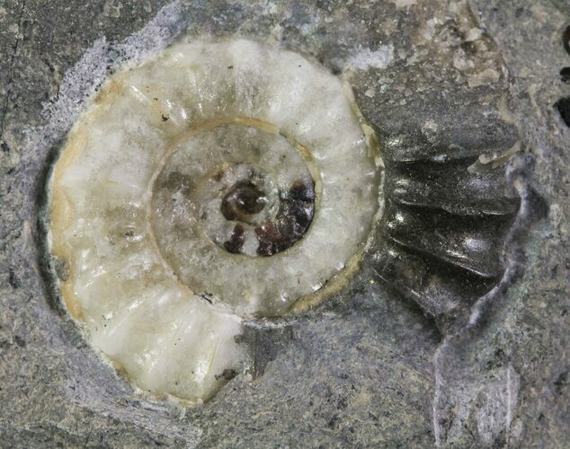 Promicroceras Ammonite - Dorset, England #30723